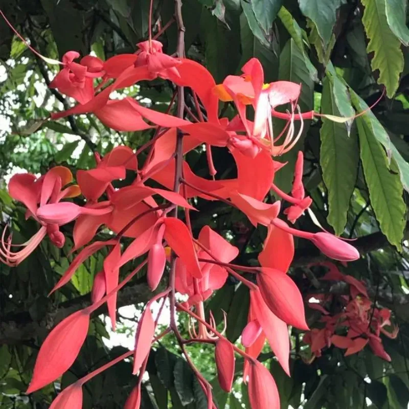 Jardin près de Roquefort-les-Pins