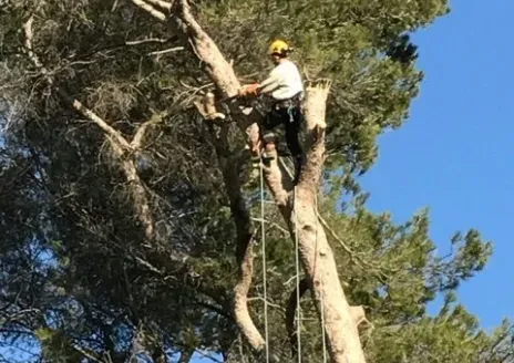 Elagage près de Roquefort-les-Pins